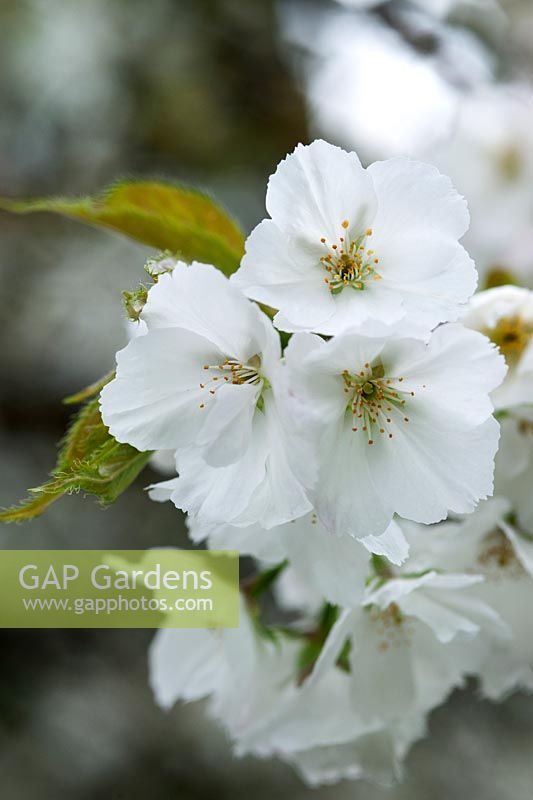 Prunus 'Shirotae' (Cherry 'Shirotae') white blossom