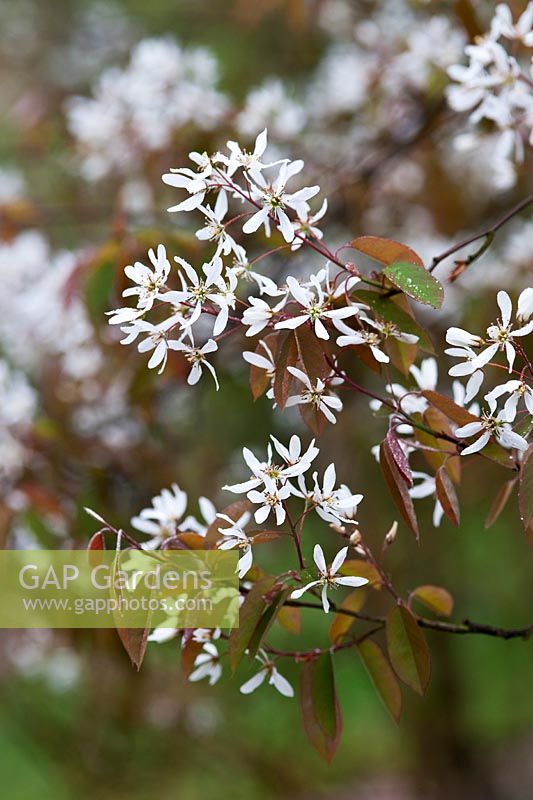 Amelanchier laevis (Snowy mespilus, Allegheny serviceberry) white blossoms