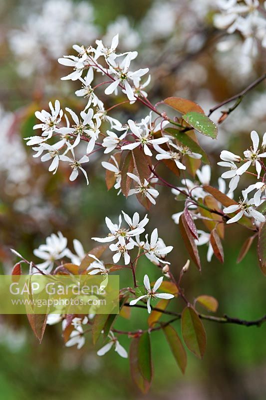 Amelanchier laevis (Snowy mespilus, Allegheny serviceberry) white blossom