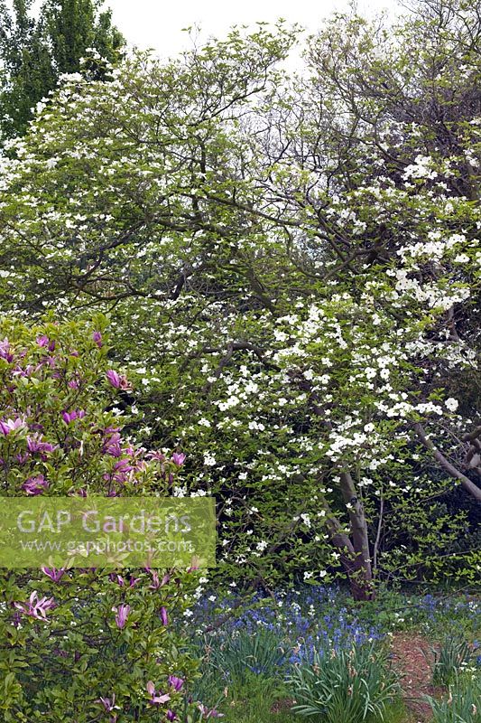 Cornus 'Ormonde', Magnolia sp and Hyacinthoides non-scripta (bluebell)