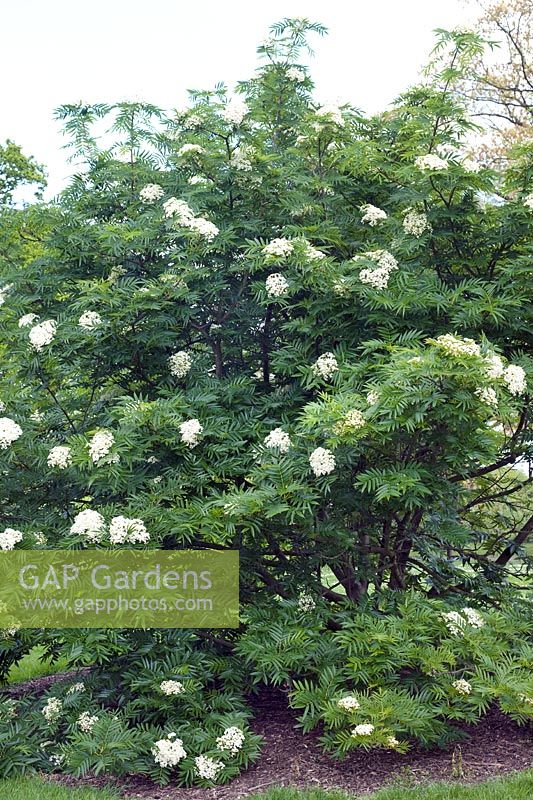 Sorbus commixta (Japanese rowan tree) white flower