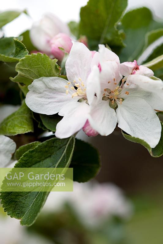 Malus domestica 'Costard Apple' white blossom