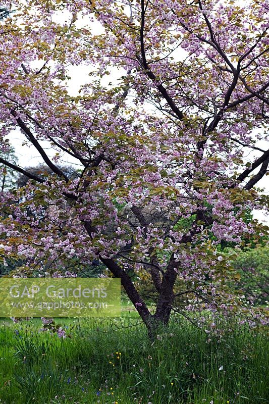 Prunus lannesiana 'Beni Tahanistiki' (flowering cherry) pink blossom