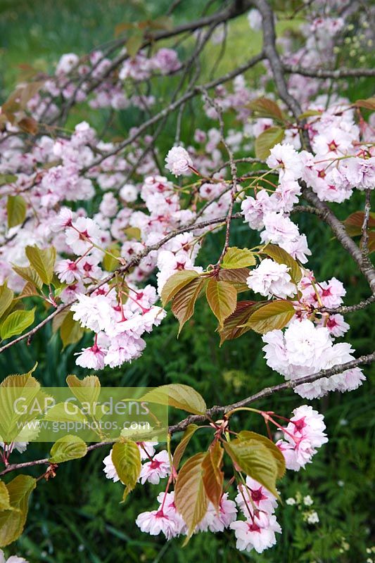 Prunus lannesiana 'Matsumae Aisen' (Japanese flowering cherry) blossom