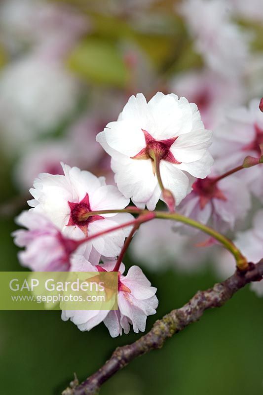Prunus lannesiana 'Matsumae Aisen' (Japanese flowering cherry) blossom
