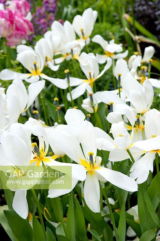 Tulipa cv (large white and yellow flowering tulip)