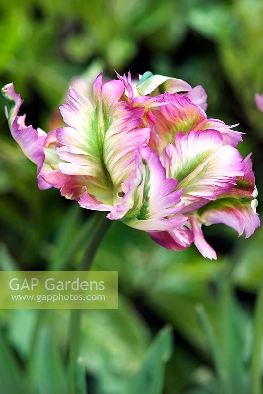 Tulipa 'Green Wave' (Parrot tulip)