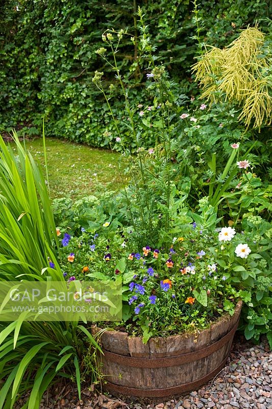 Half oak barrel container in small garden planted with Polemonium, Violas and  Limnanthes douglasii (poached egg plant)