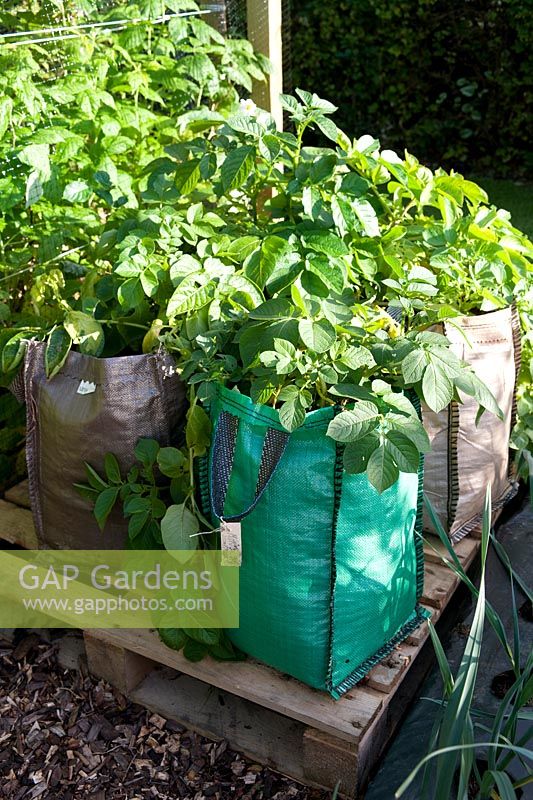 Potato plants growing in canvas bags