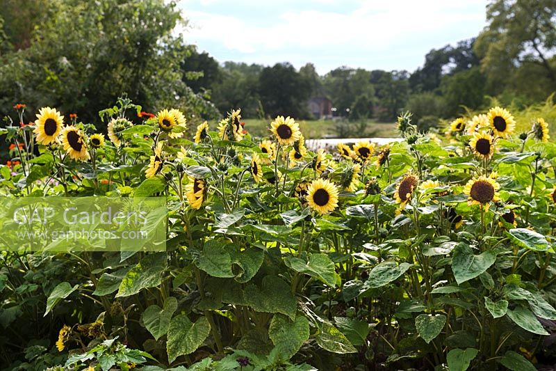 Bed planted with yellow Helianthus cv (sunflower) Kelmarsh Hall & Gardens, Northamptonshire