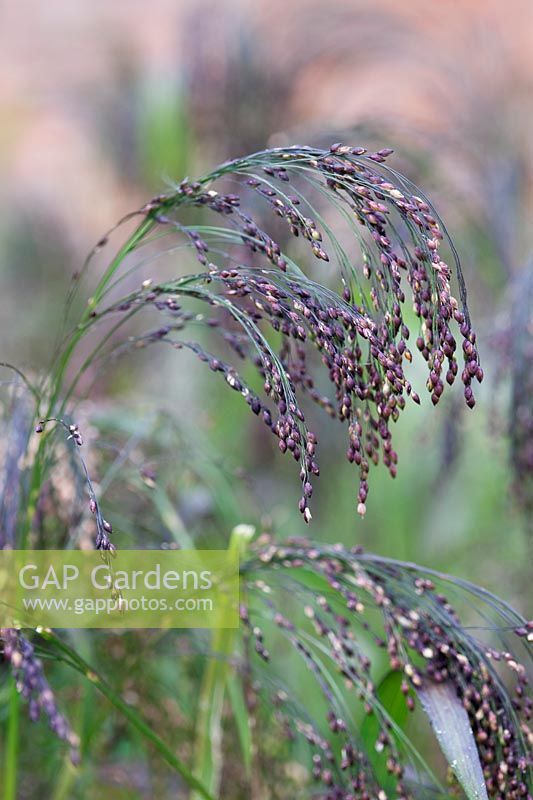Panicum violaceum(purple fountain grass)