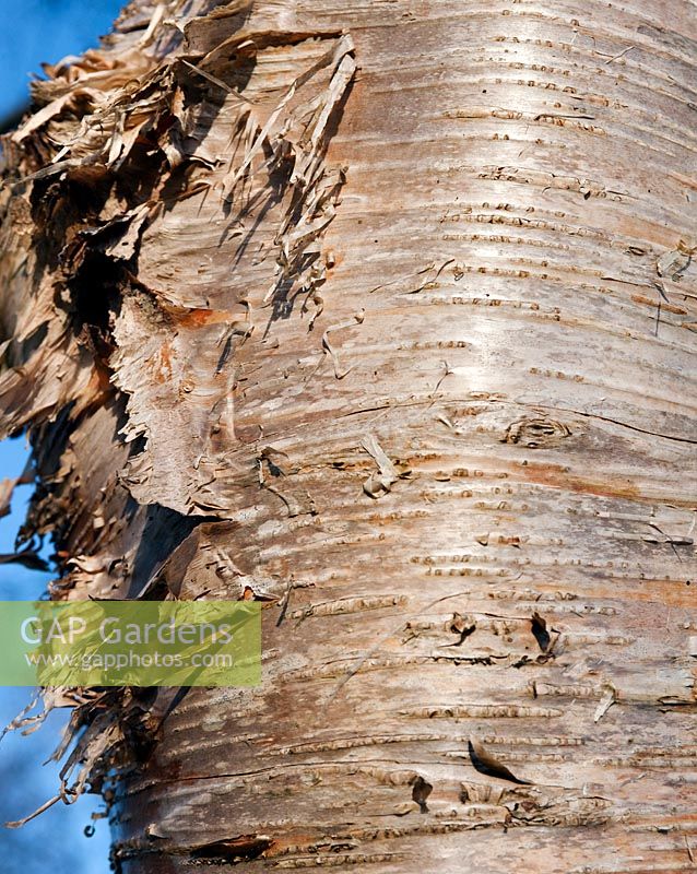 Betula ermanii (Erman's birch) bark