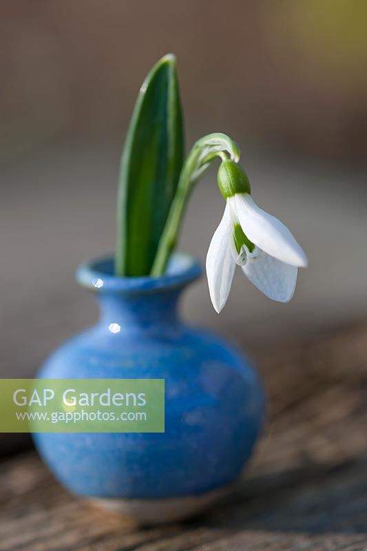 Picked Galanthus 'Lady Ainsworth' (snowdrop) in blue jar