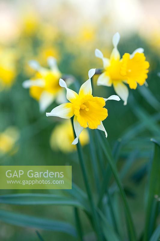 Narcissus sp (original Backhouse daffodil)