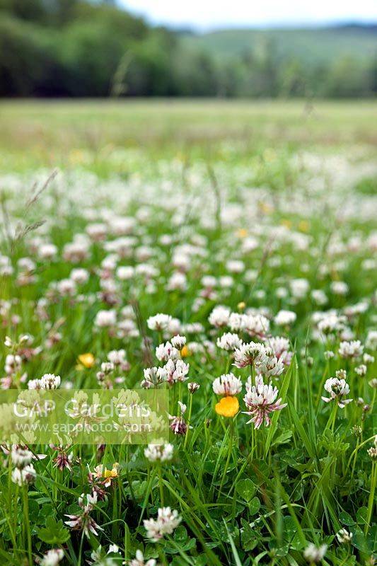Meadow of Trifolium repens (White clover)