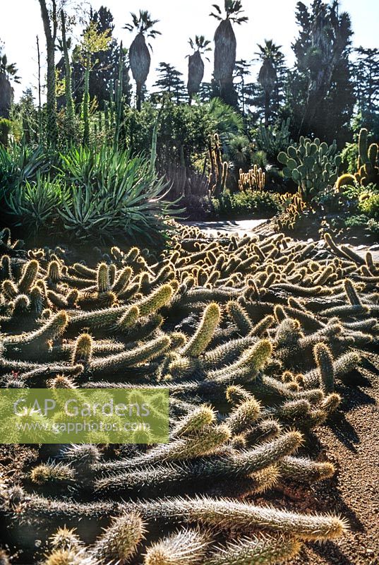Stenocereus eruca in Desert Garden