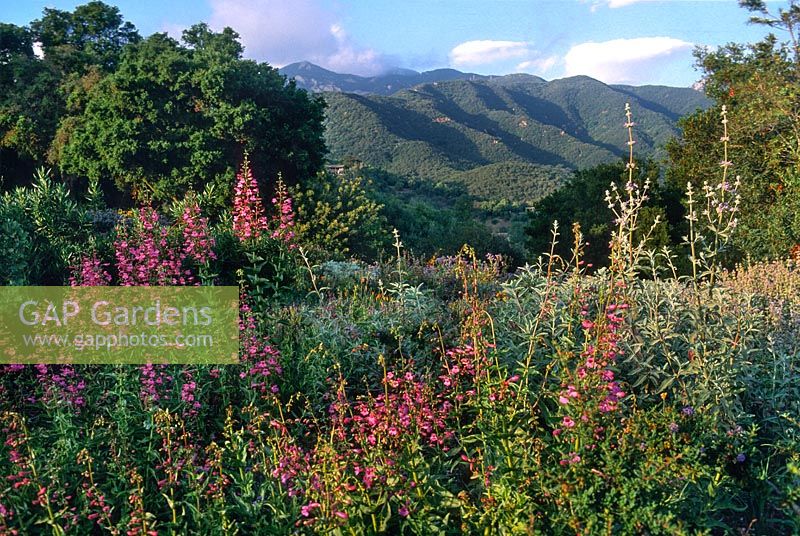 View to the hills at Santa Barbara Botanic Gardens California