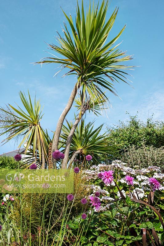 Alliums, lacecap hydrangeas and dahlias in the front garden, with Torbay palms