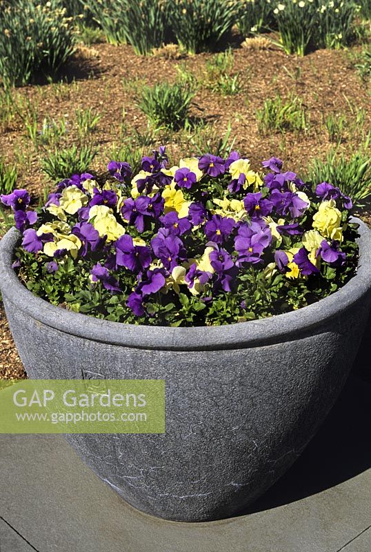 Viola cv Pansy Pansies in container