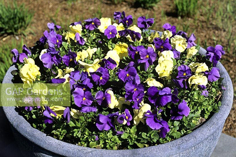 Viola cv Pansy Pansies in a terrazzo planter container