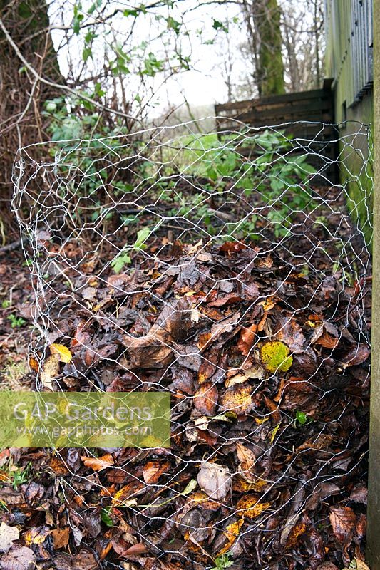 Filling a wire mesh composting cage with collected leaves in autumn