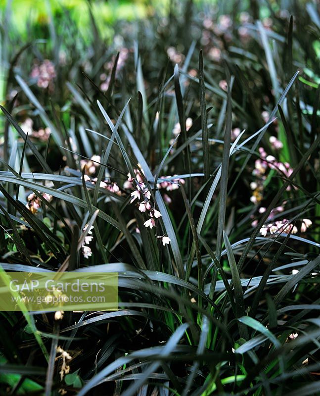 Ophiopogon planiscapus Nigrescens Lilyturf Black mondo grass