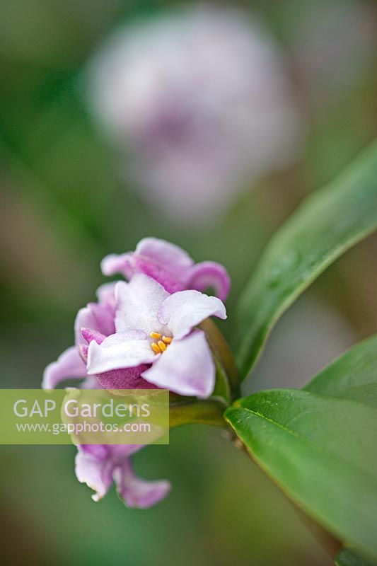 Close up of winter flowering Daphne odora 'Aureomarginata'