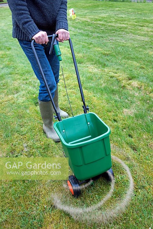 Gardener using a rotary lawn feed spreader