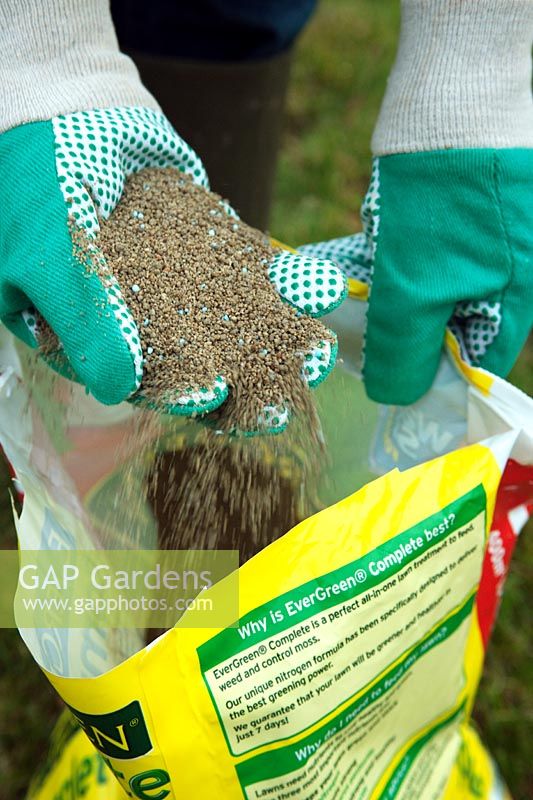 Gardener taking a handful of lawn weed and feed granules