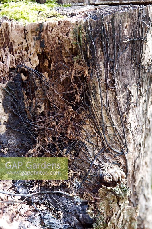 Armillaria mellea (honey fungus) growing on an old tree trunk