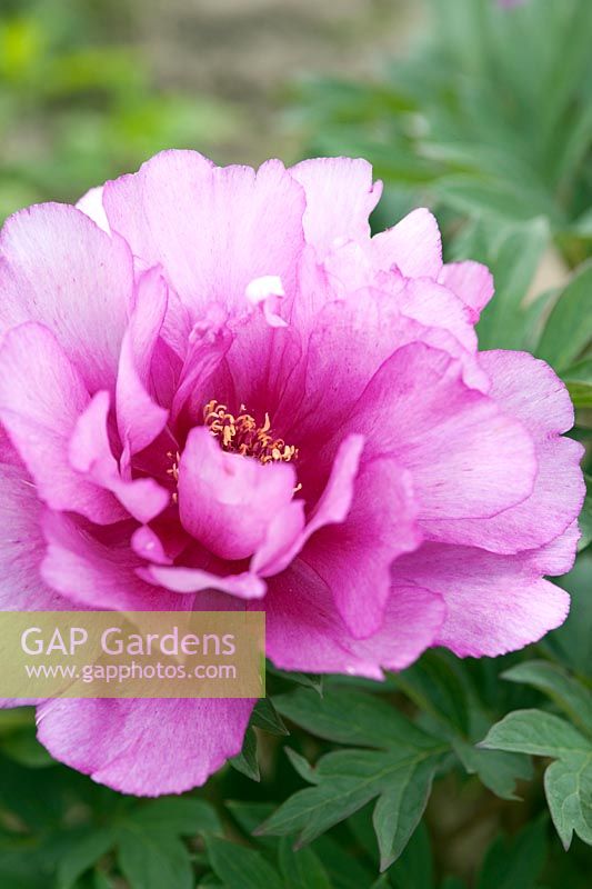 Paeonia Itoh hybrid 'First Arrival'