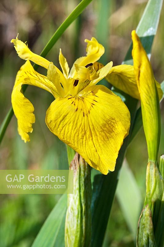 Iris pseudacorus (yellow flag iris)