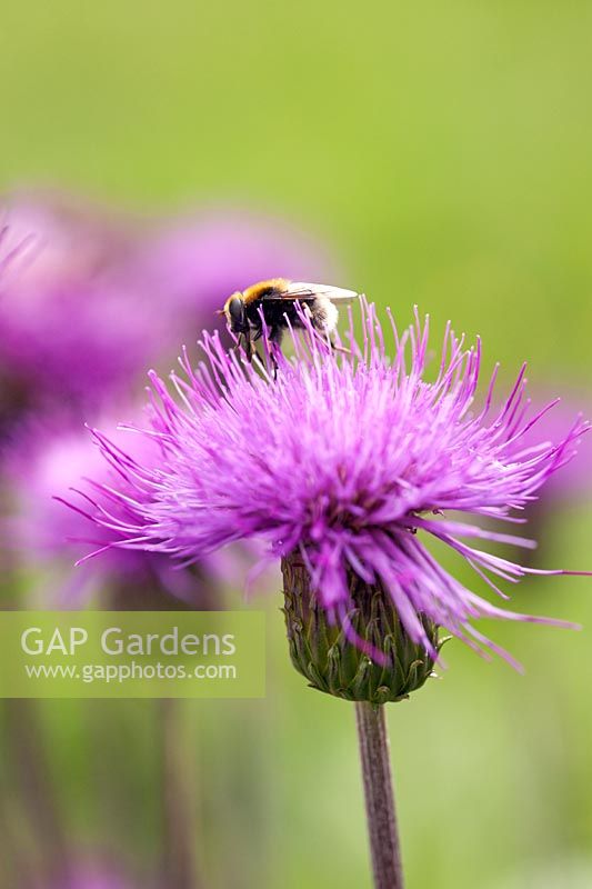 Cirsium heterophyllum - Melancholy thistle - with a Hoverfly