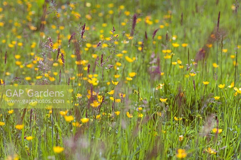 Meadow with buttercups and clover