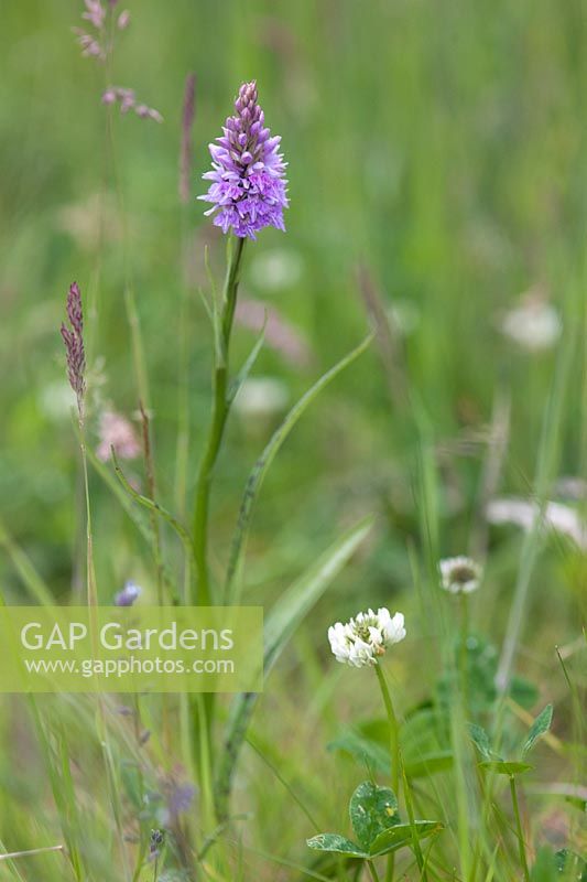 Dactylorhiza fuchsii (common spotted orchid)
