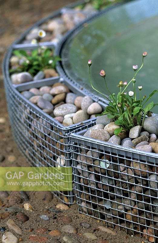 Small gabion cages with pebbles surrounding a water feature and planted with daisies Bellis perennis