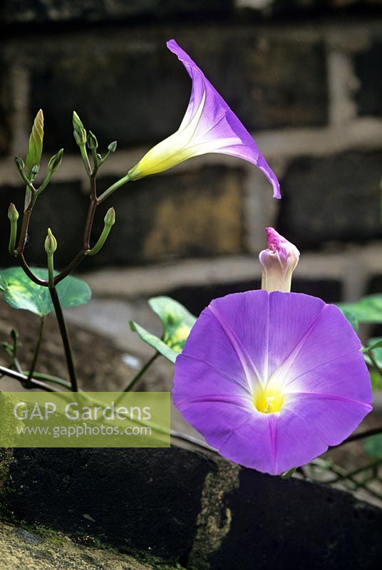 Ipomoea tricolor Morning Glory. Close up of purple flower with foliage trained against brick wall