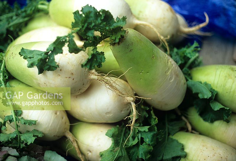 Mouli Daikon oriental root vegetable white with attractive light green foliage Basket of vegetables