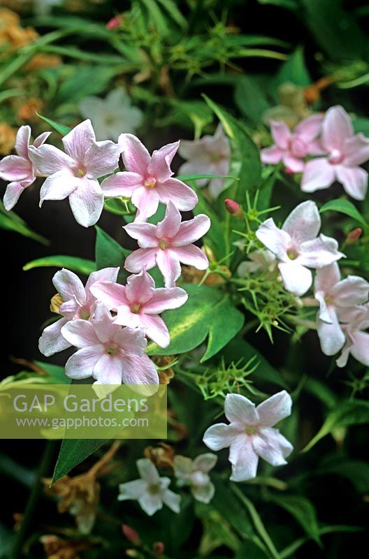 Jasminum x stephanense Jasmine Pink flowered fragrant climber