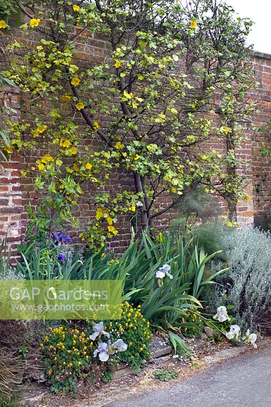 Fremontodendron californicum (California flannelbush) growing against a wall with irises, cotton lavender and yellow corydalis