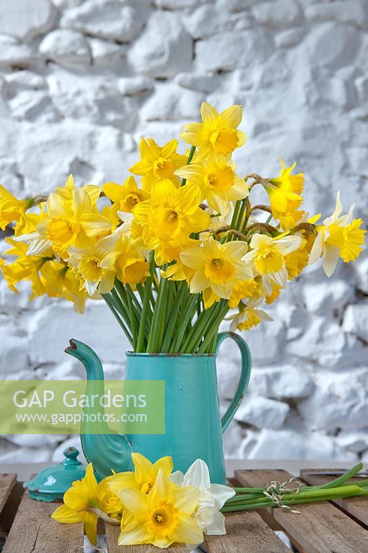 French turquoise coffee jug full of picked Narcissus (daffodils) in spring