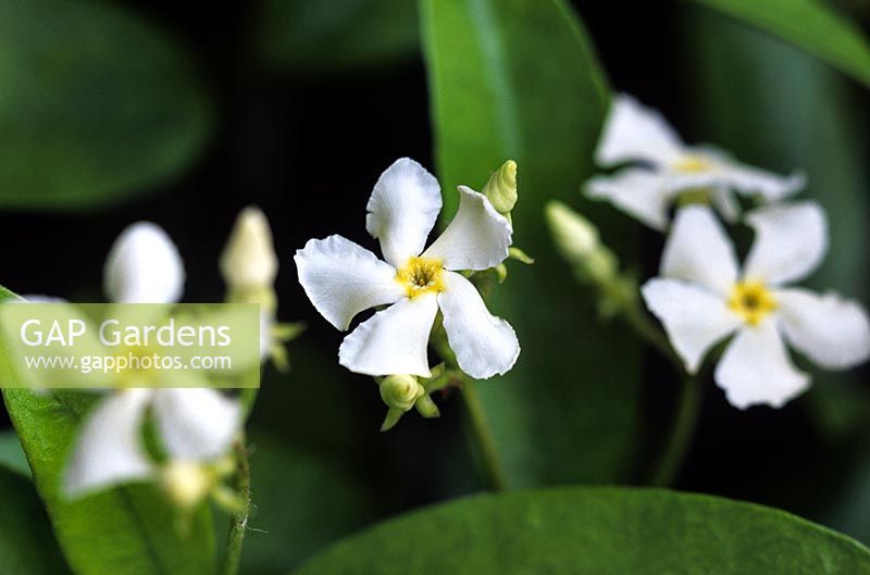 Trachelospermum jasminoides Star Jasmine Small scented white flowers with evergreen foliage