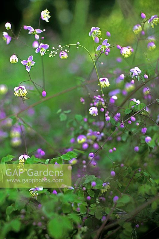 Thalictrum delavayi Tiny purple to cream flowers