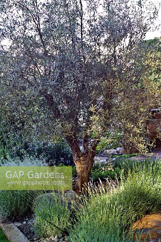 Olea europea Olive Tree 600 Days with Bradstone Design Sarah Eberle best in Show Gold Medal RHS Chelsea Flower Show 2007
