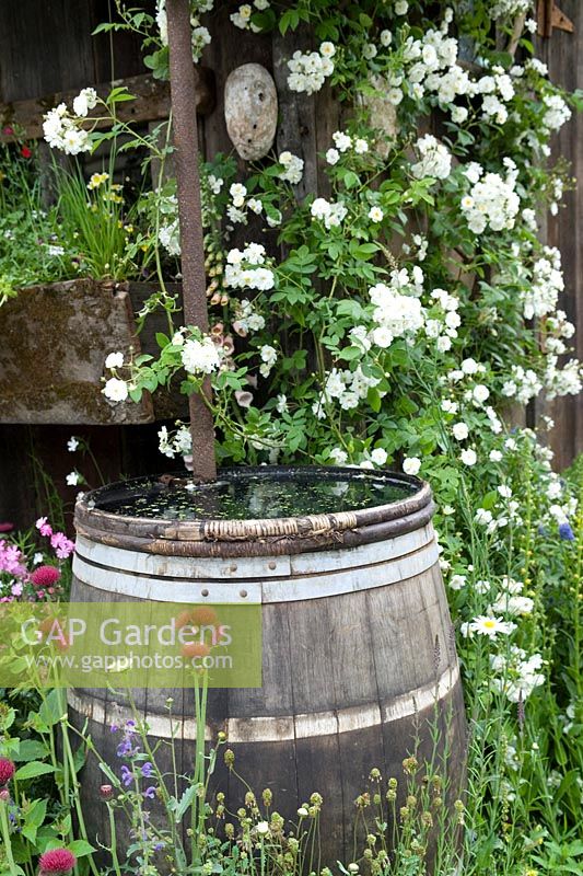 Barrel water butt with white climbing rose & wildflowers RHS Chelsea 2007