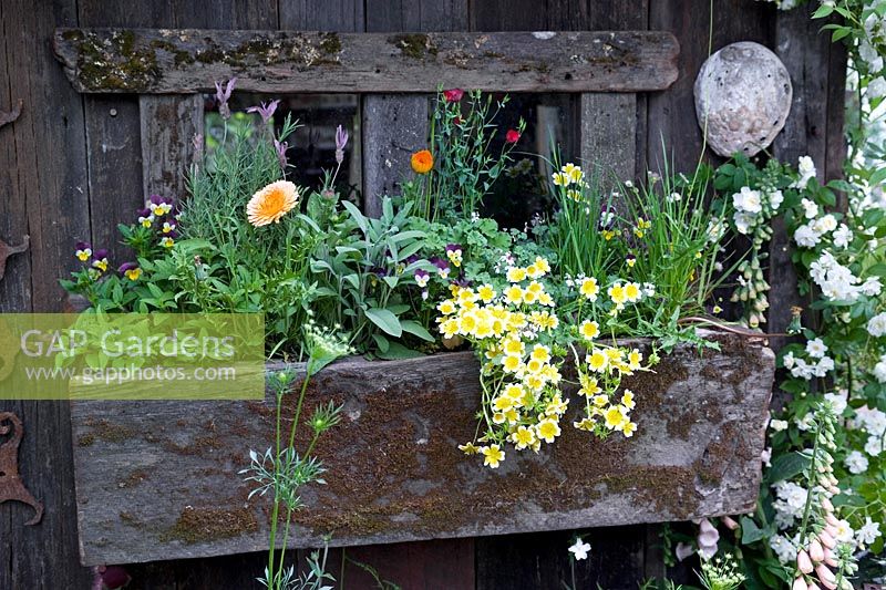 Wooden window box with mixed perennial flowers RHS Chelsea 2007