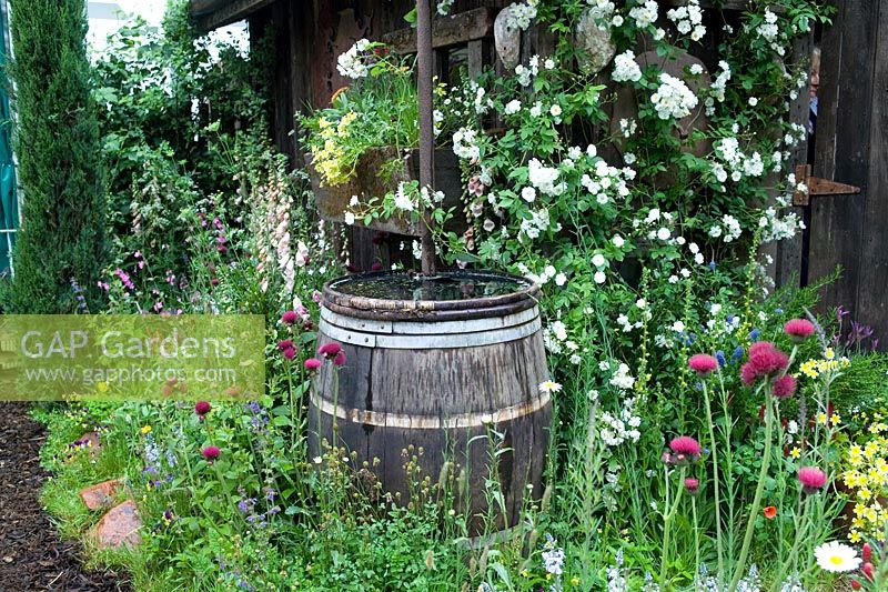 Wildflower meadow with climbing white rose & rustic water butt