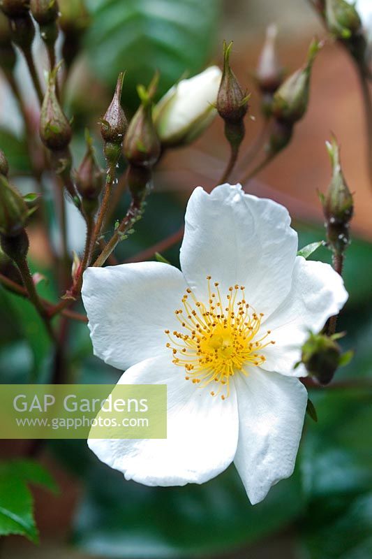 Rosa laevigata Cooperi climbing white flowered rose Aphids on stem