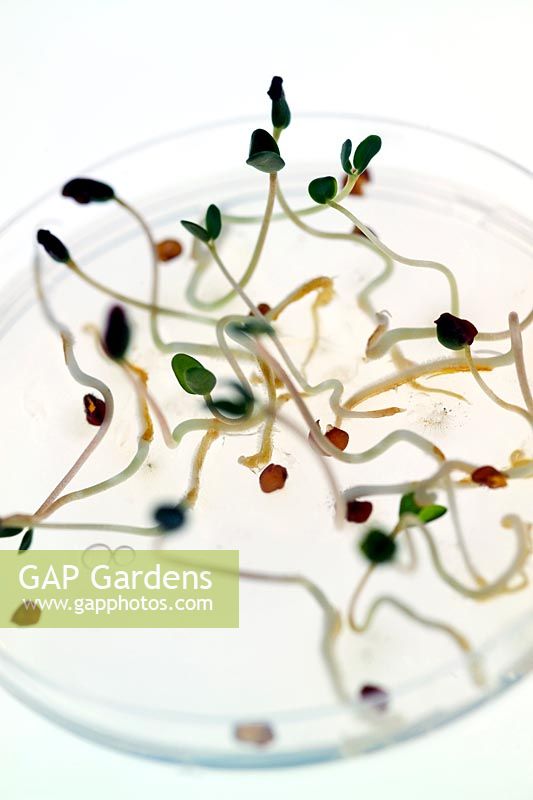 Lotus edulis sprouting seeds on glass dish lightbox Millenium Seedbank Wakehurst Place
