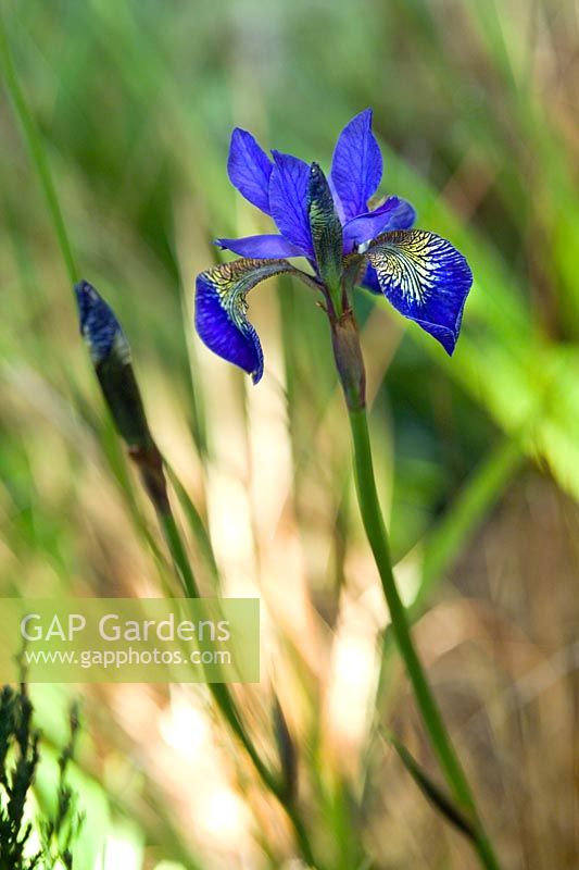 Iris sibirica Blue King Hosta Vista Design by Binny Plants Landmarkers Andrea Geile Gold Medal Gardening Scotland 2007